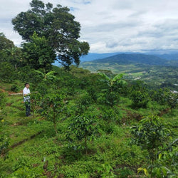 HULCAFE DECAF Kolombia Filtre Kahve - Montag Coffee