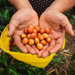 YELLOW FRUITS Kolombia Filtre Kahve - Montag Coffee