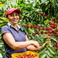 Magdalena Kolombia Filtre Kahve - Montag Coffee